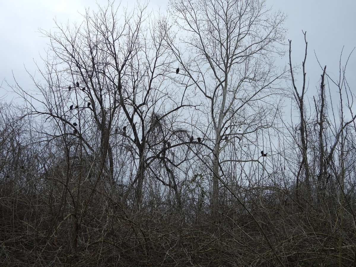 Black Vulture - ML633069075