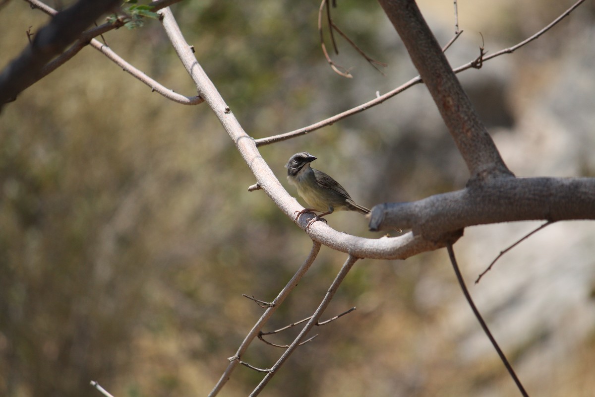 Zapata Sparrow - ML633069198