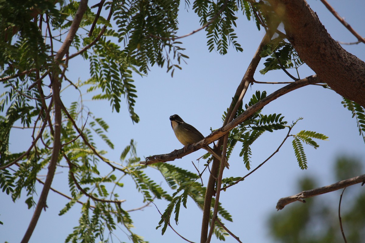 Zapata Sparrow - ML633069199