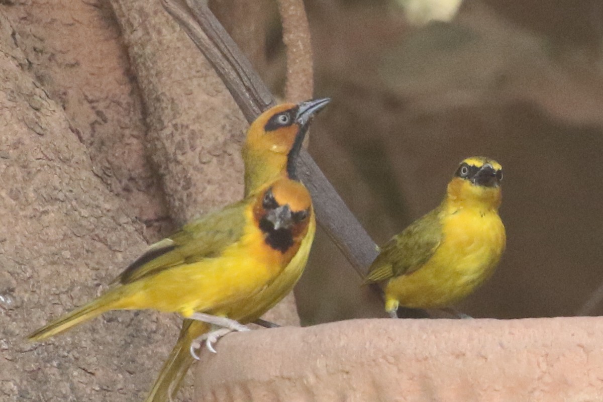 Olive-naped Weaver - ML633069213