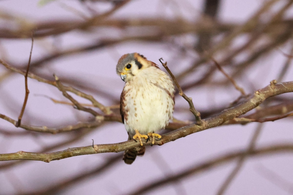 American Kestrel - ML633069266