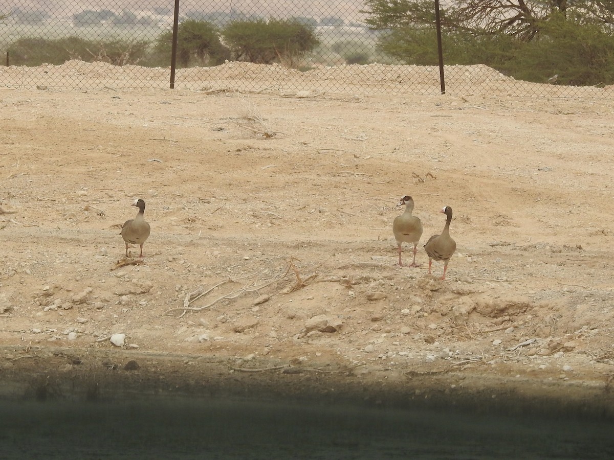 Lesser White-fronted Goose - ML633069329