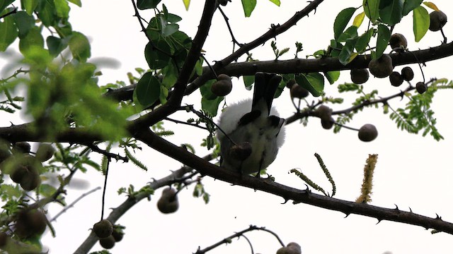 Black-backed Puffback - ML633069357