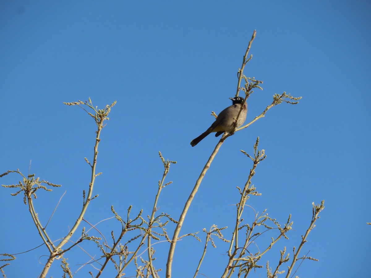 White-spectacled Bulbul - Susanne Tam