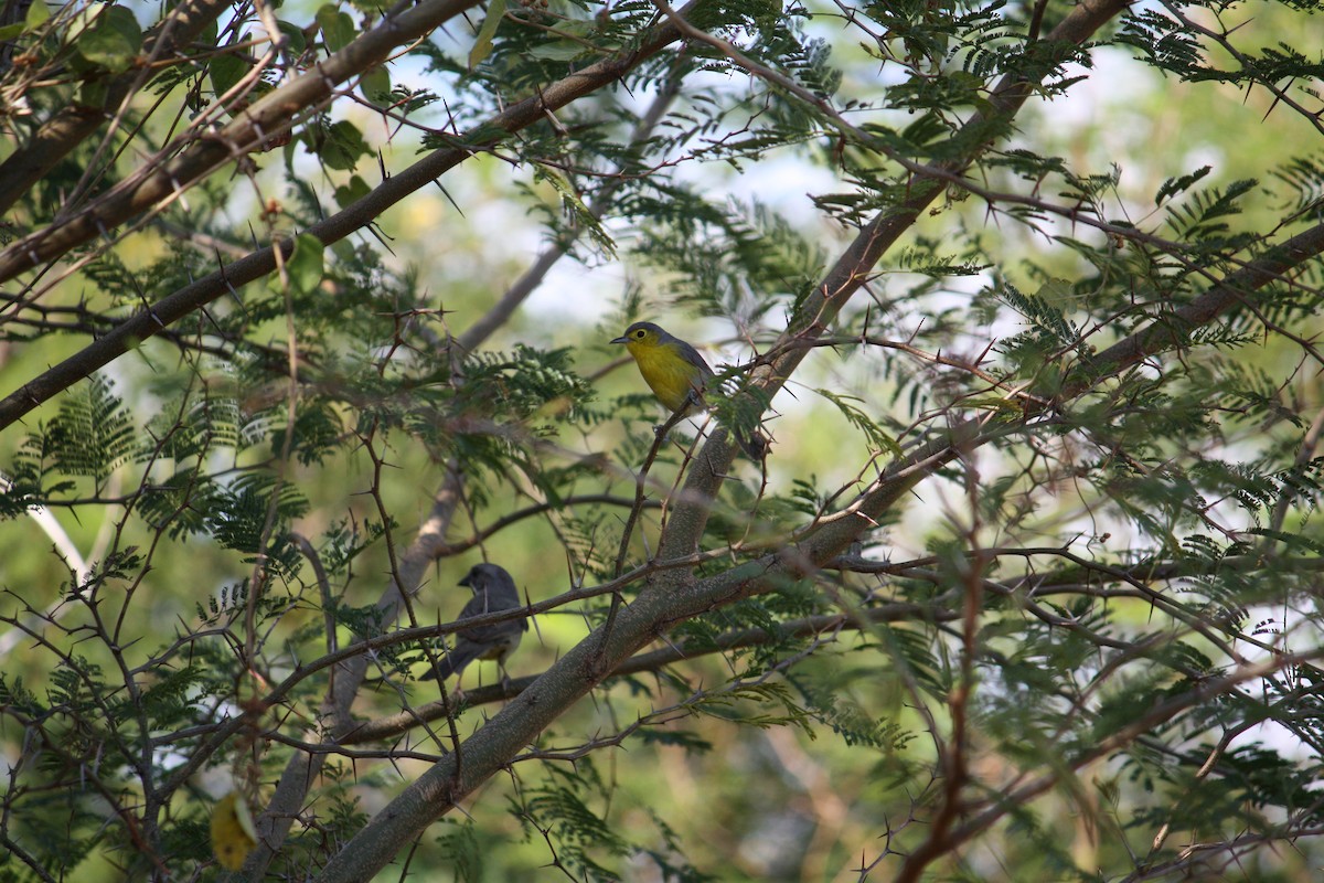 Oriente Warbler - ML633069440
