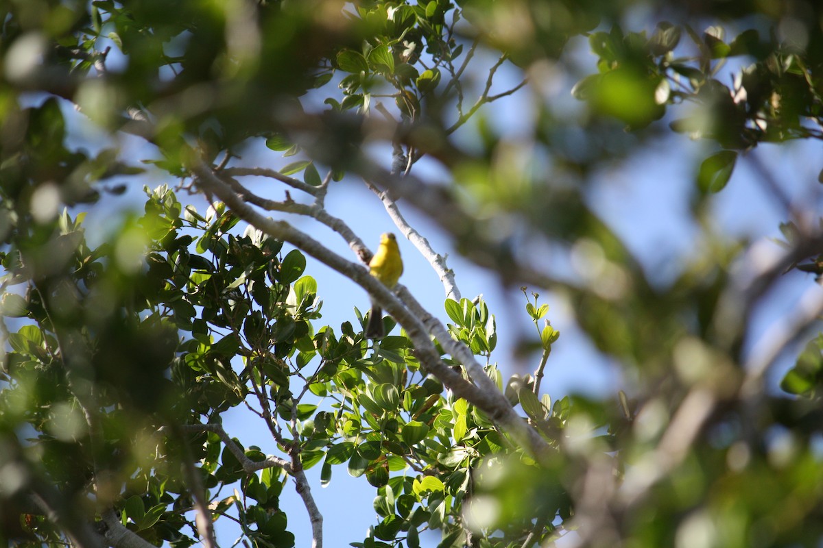 Oriente Warbler - ML633069441