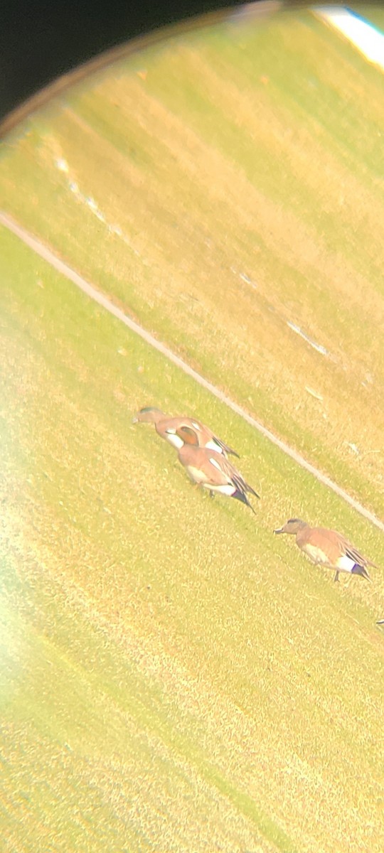 Eurasian x American Wigeon (hybrid) - ML633069453