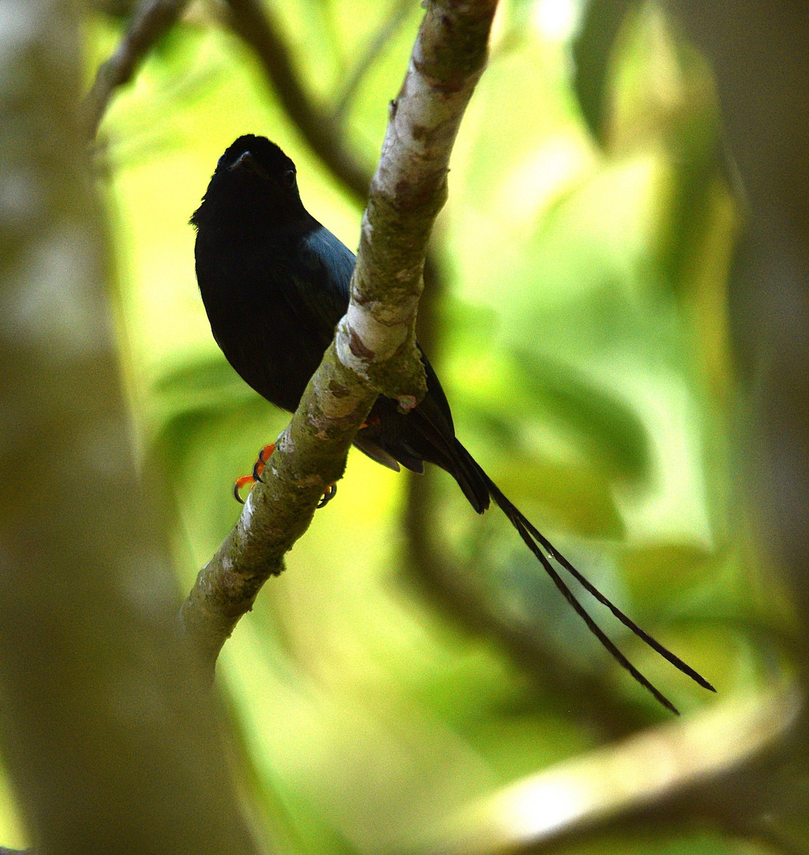 Long-tailed Manakin - ML633069676