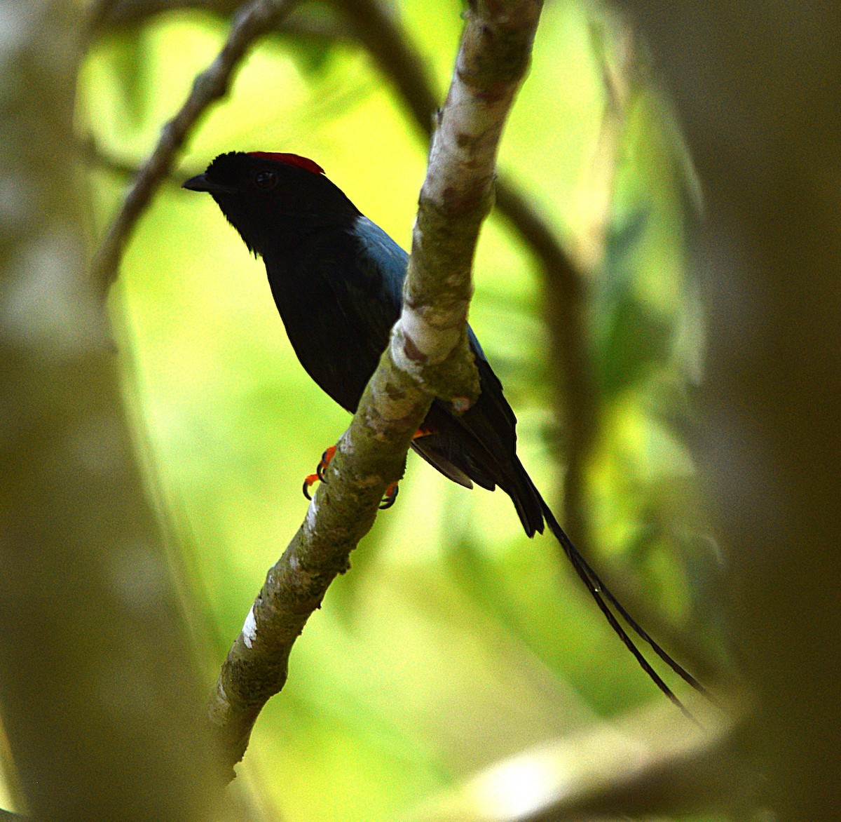 Long-tailed Manakin - ML633069677