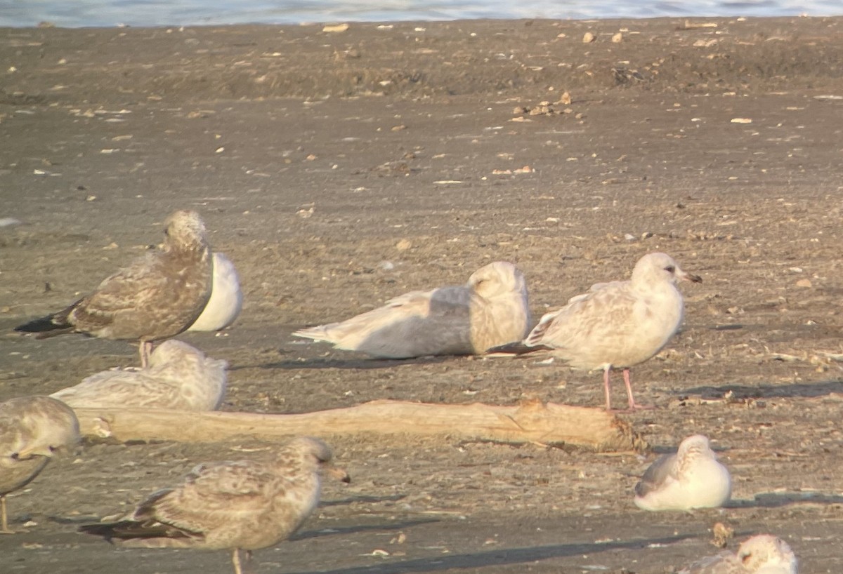 Iceland Gull (Thayer's) - ML633069773
