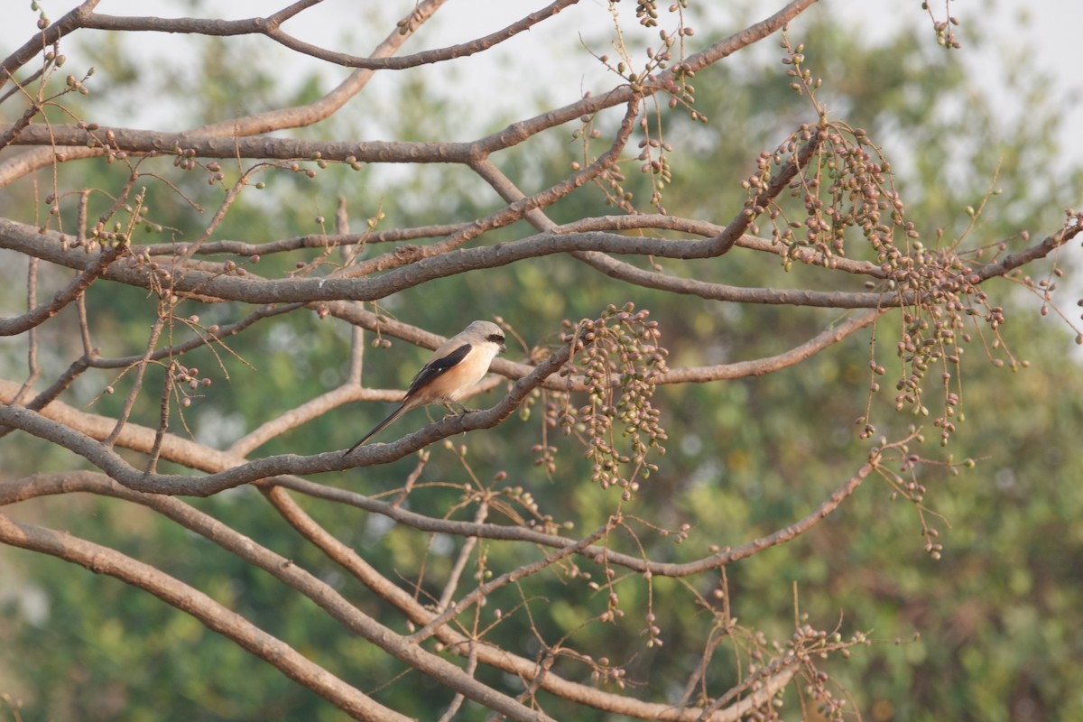Long-tailed Shrike - ML633069840
