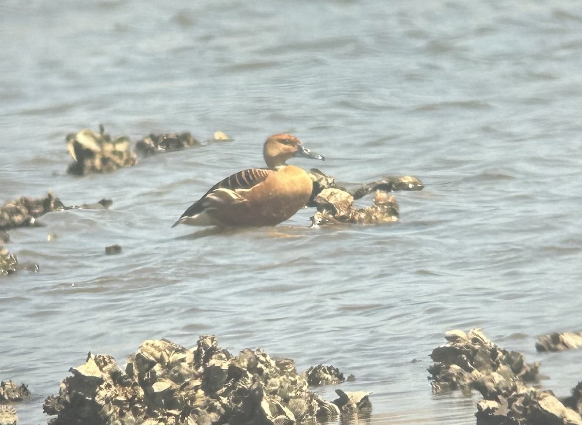 アカリュウキュウガモ - ML633069863