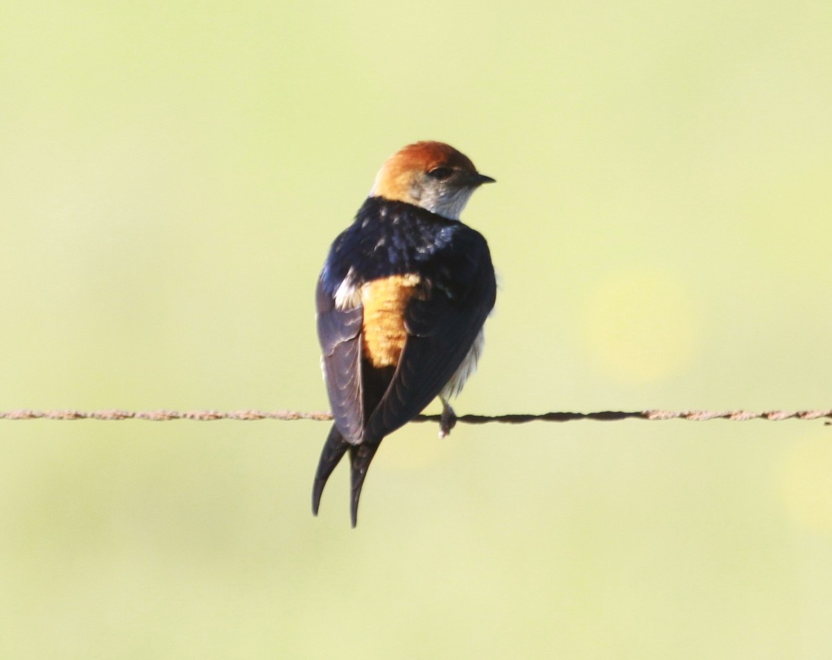 Greater Striped Swallow - ML633070128