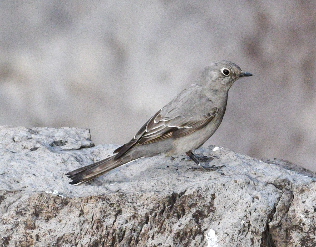Townsend's Solitaire - ML633070191