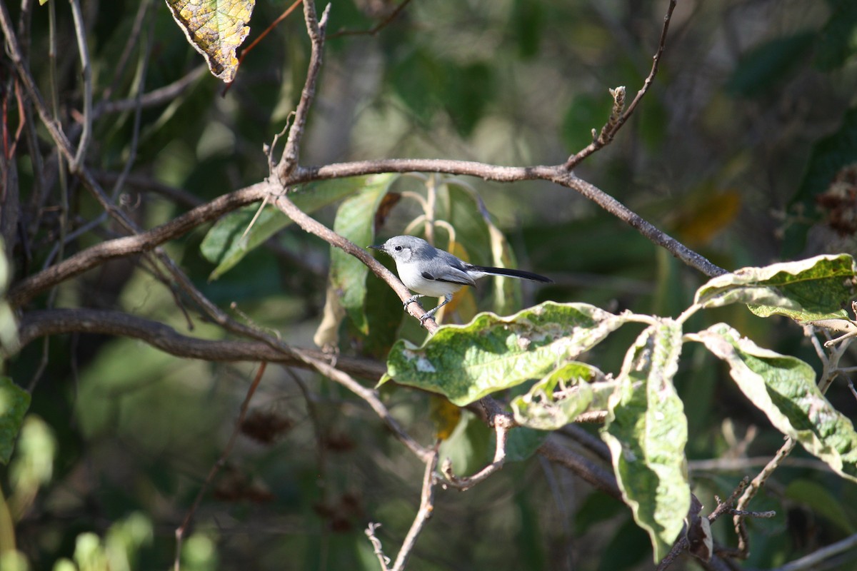 Cuban Gnatcatcher - ML633070293