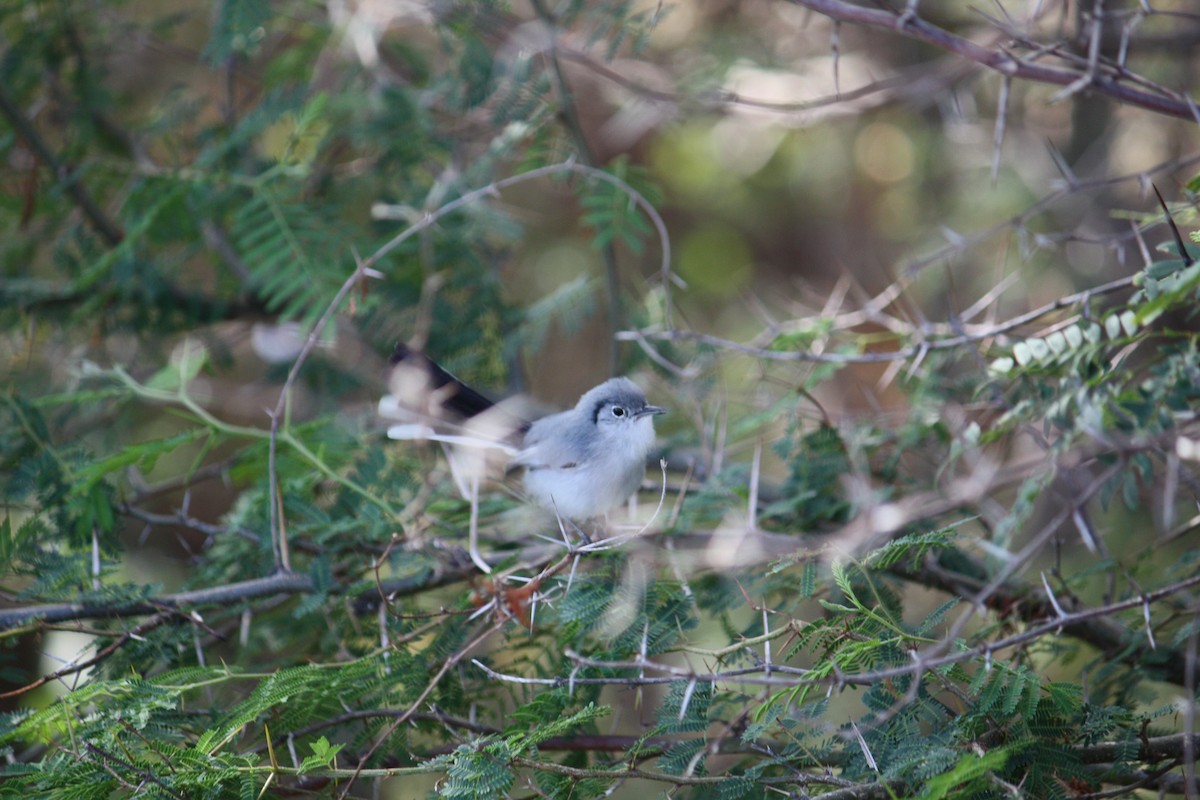 Cuban Gnatcatcher - ML633070294