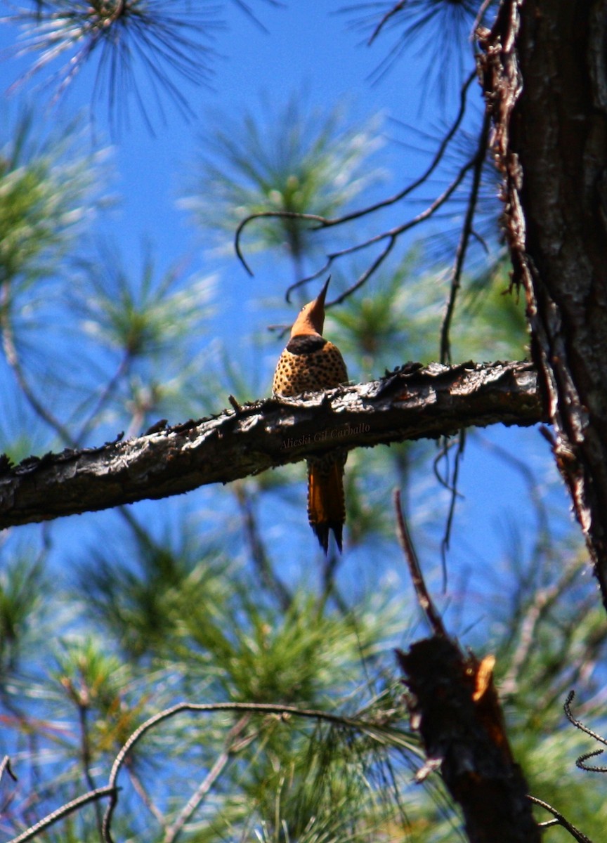 Northern Flicker - ML633070371