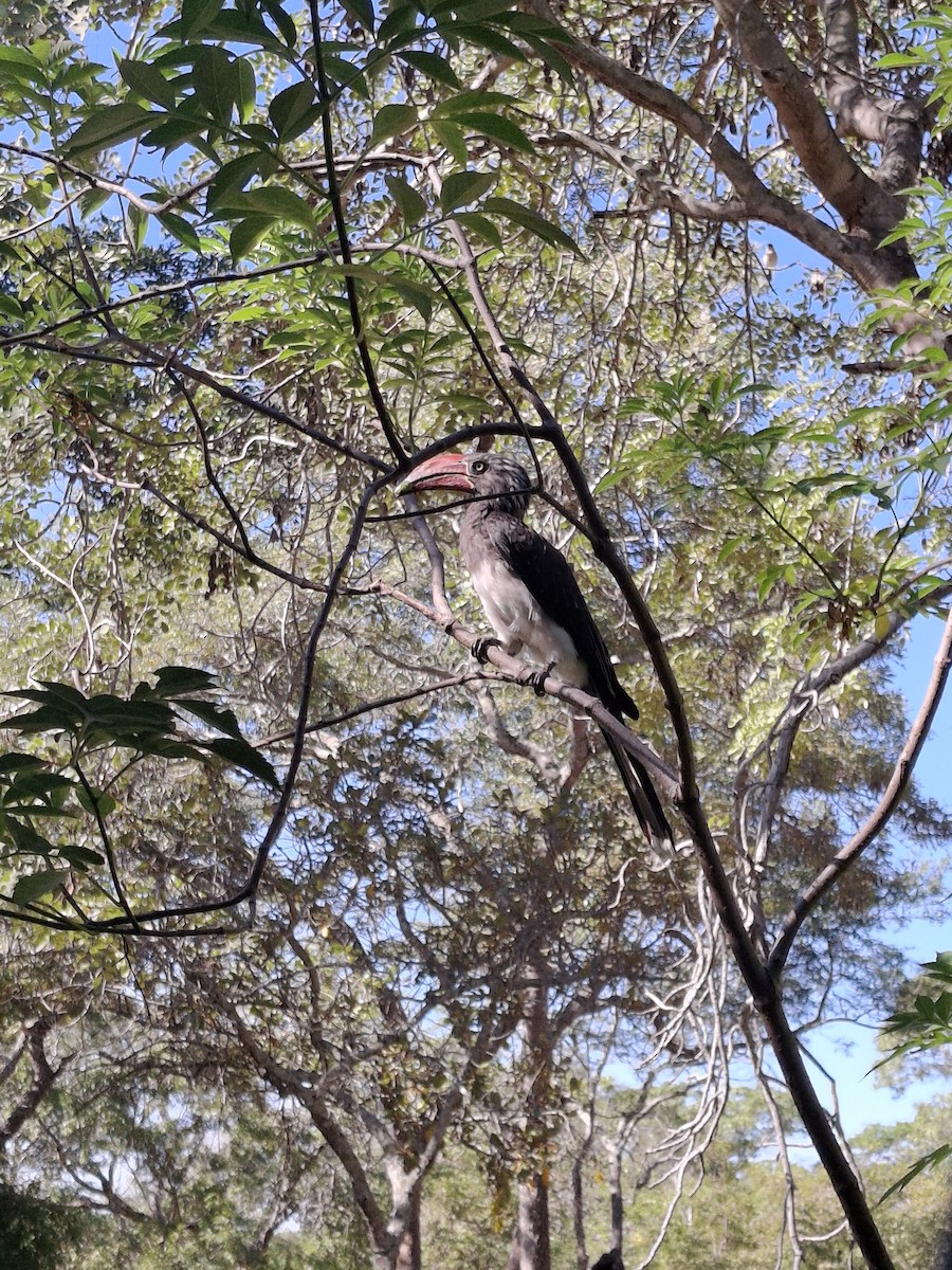 Crowned Hornbill - ML633070392