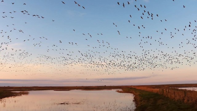 Pink-footed Goose - ML633070400