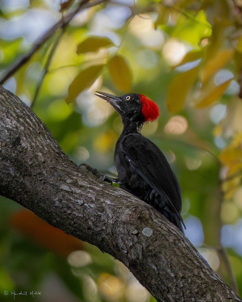 Andaman Woodpecker - ML633070453