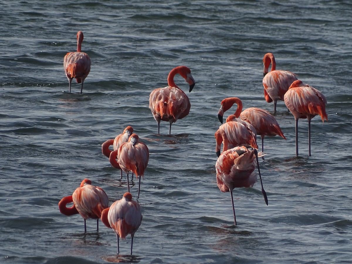 American Flamingo - ML633070512