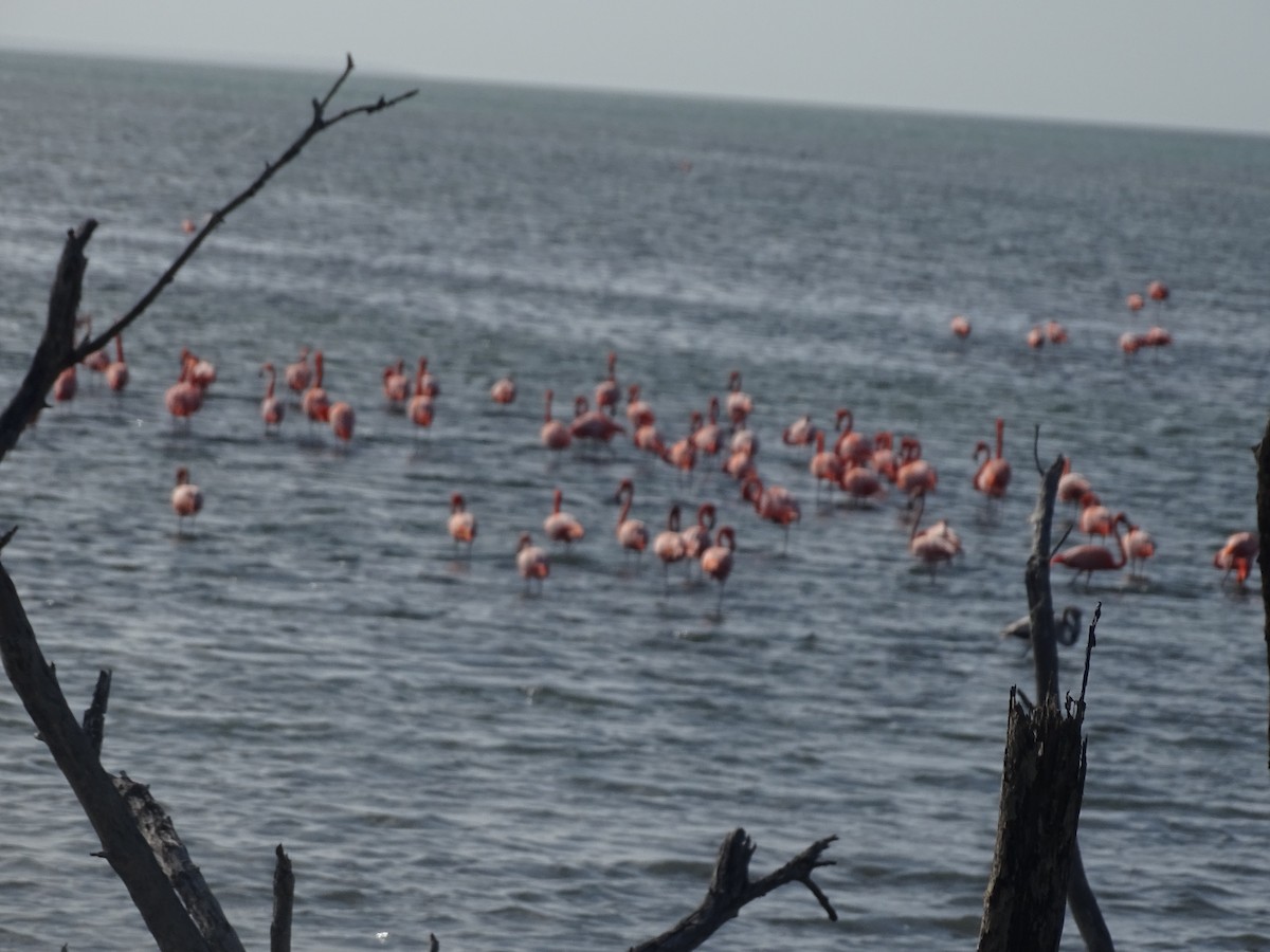 American Flamingo - ML633070513