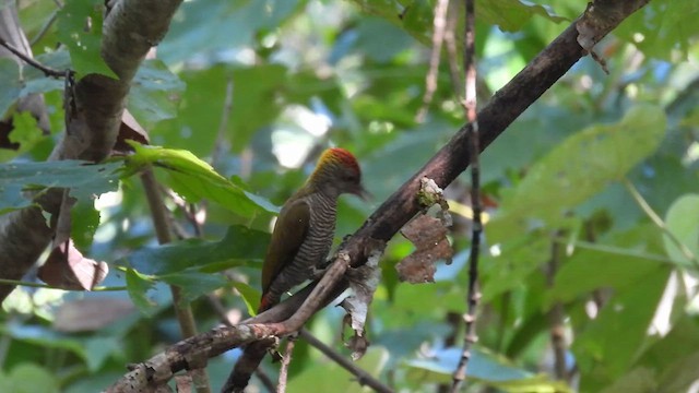 Red-rumped Woodpecker - ML633070515