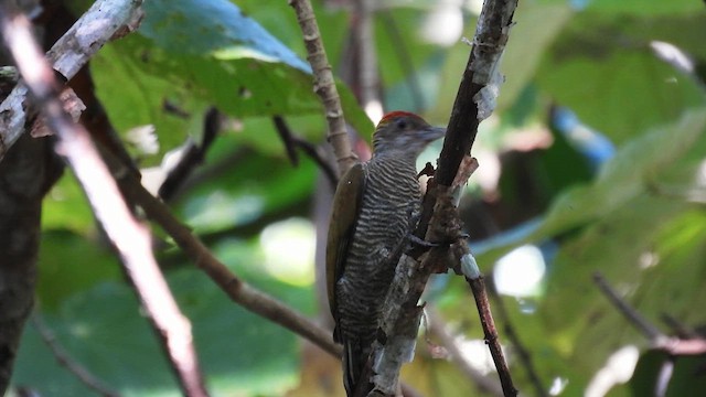 Red-rumped Woodpecker - ML633070522