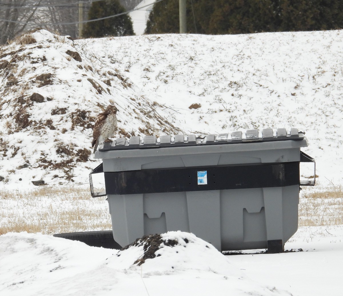 Red-shouldered Hawk - Jean Lemoyne
