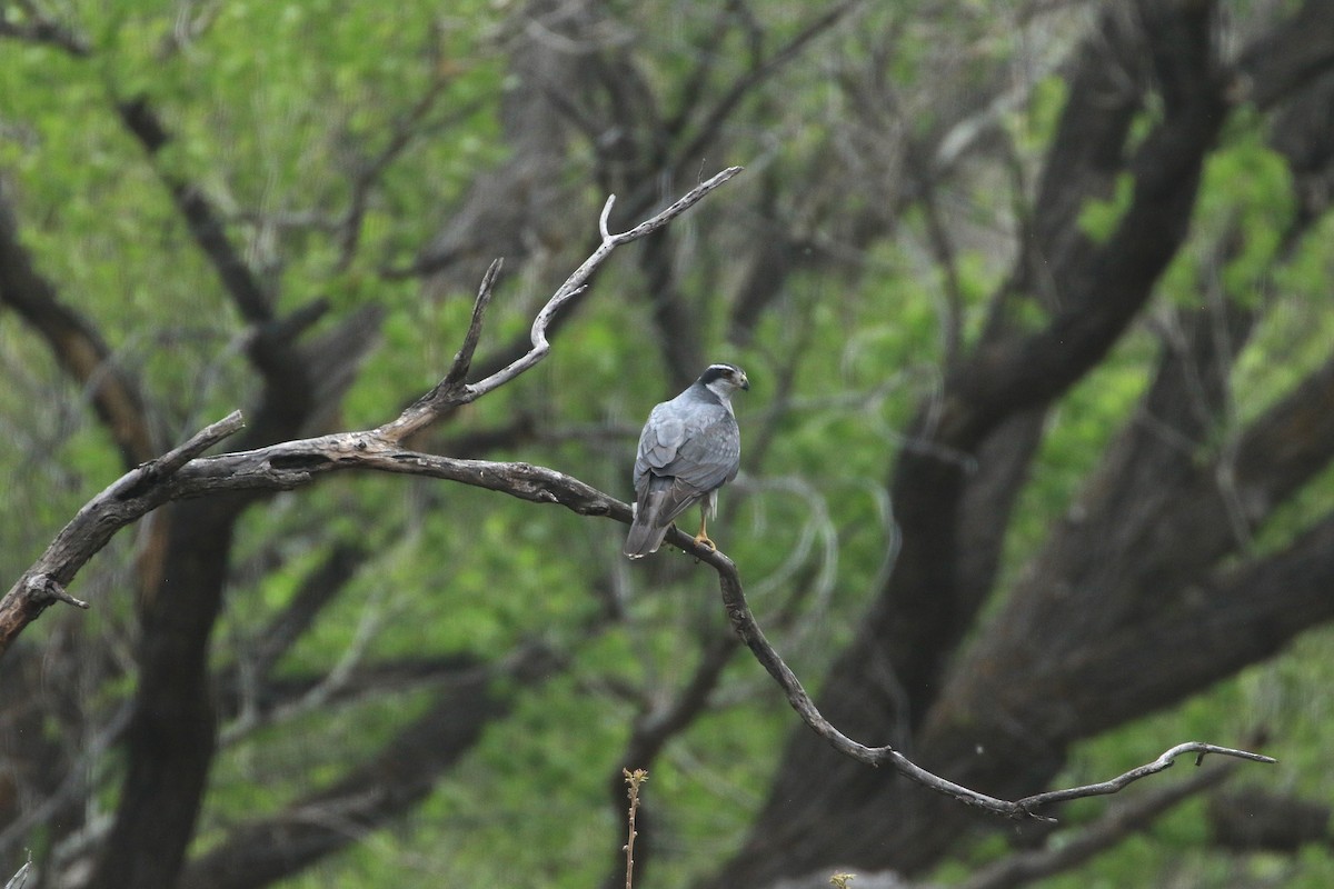 American Goshawk - ML633070686