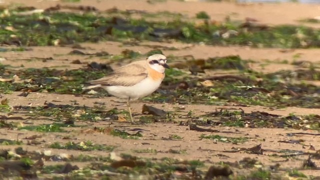 Greater Sand-Plover - ML633070756