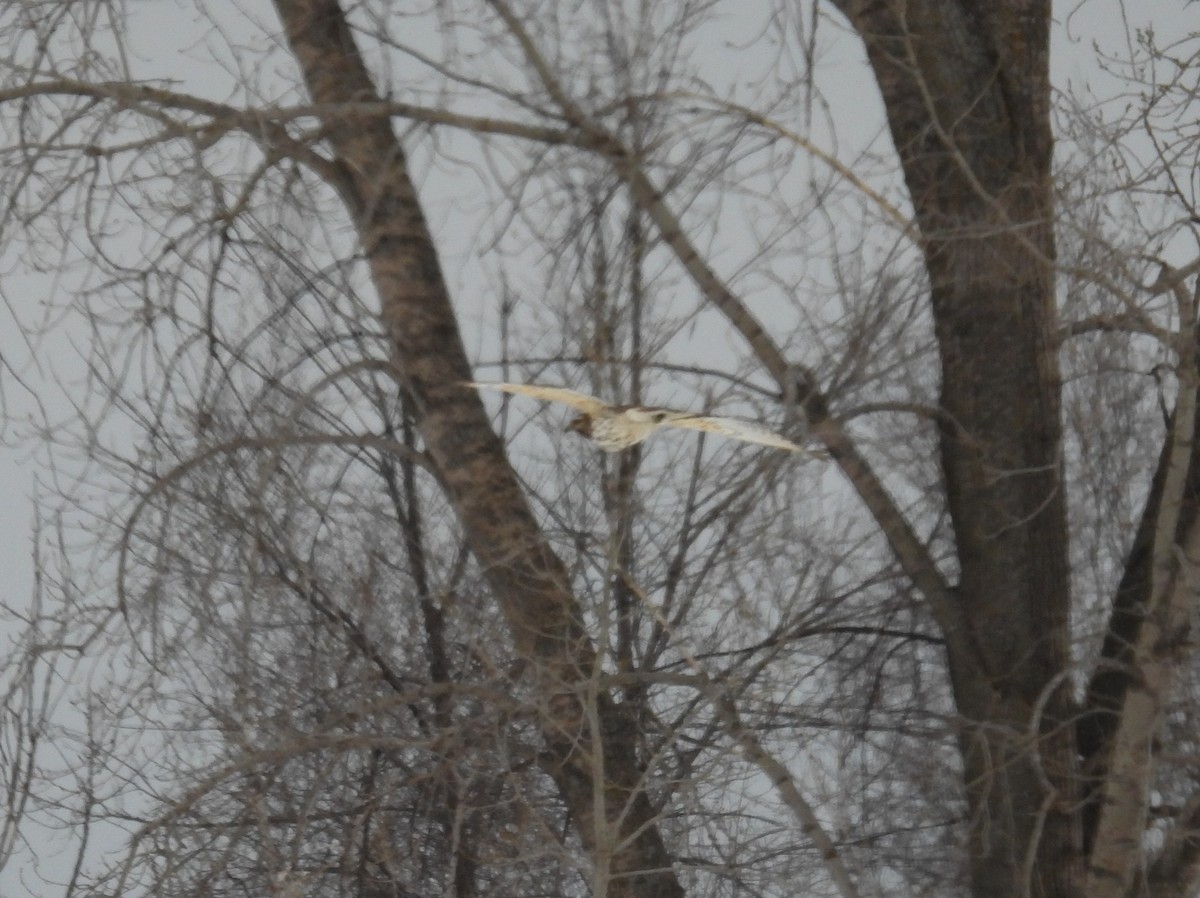 Red-shouldered Hawk - Jean Lemoyne