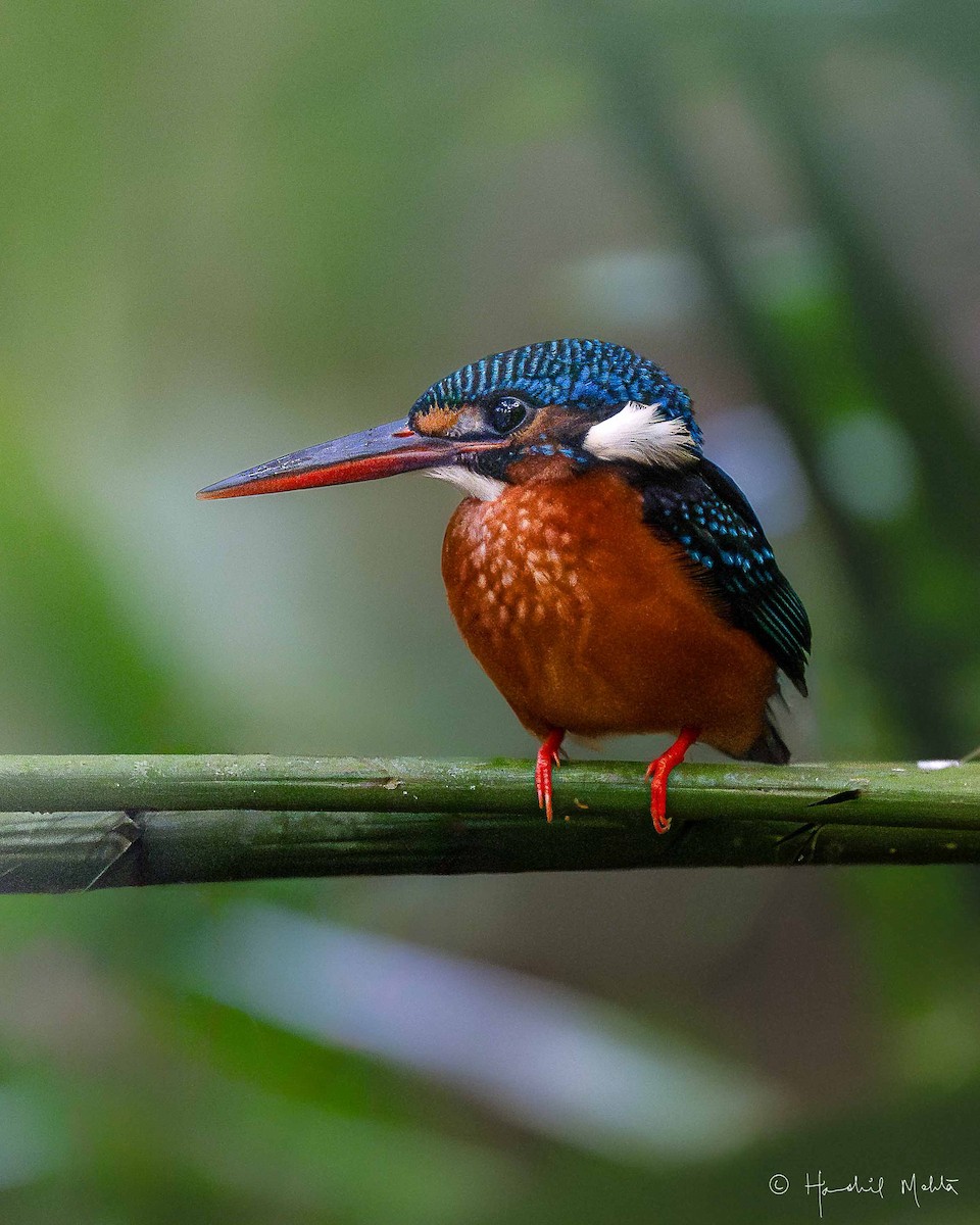 Blue-eared Kingfisher - ML633070887