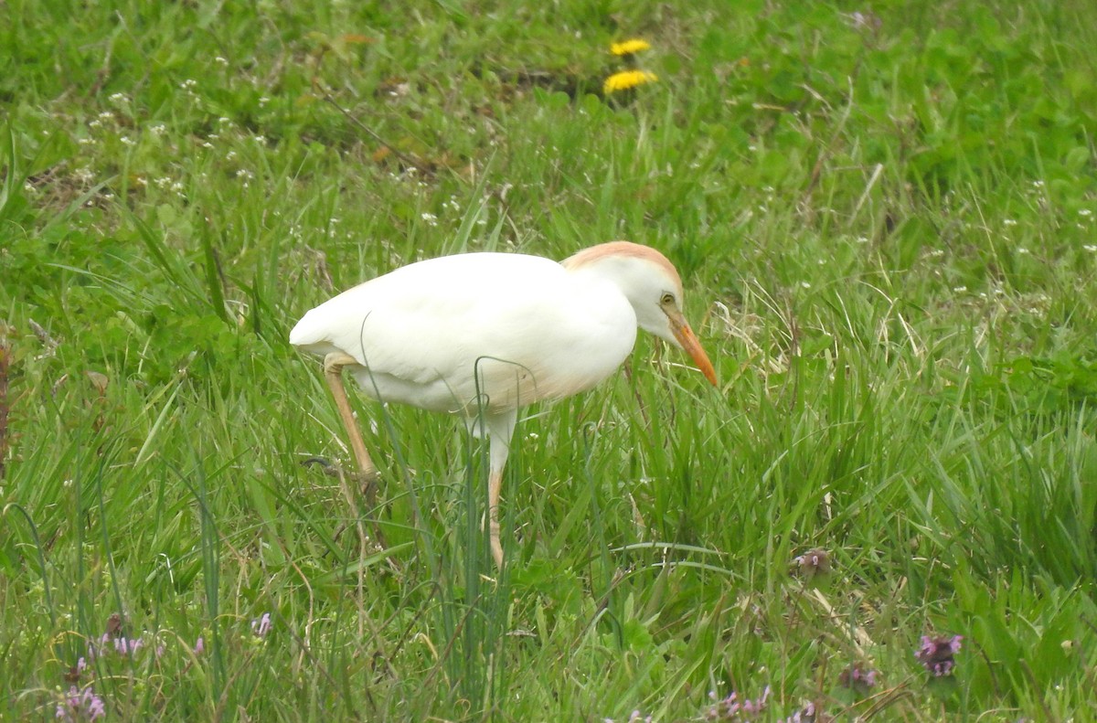 Western Cattle-Egret - ML633070918