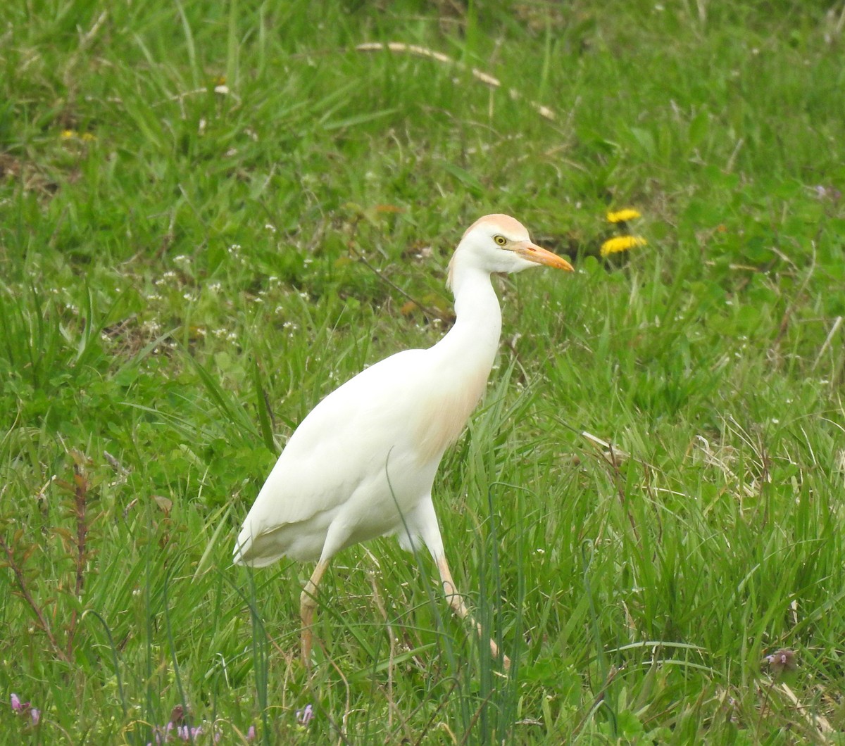 Western Cattle-Egret - ML633070925