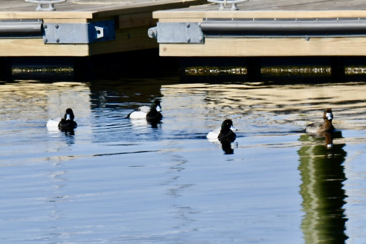Greater Scaup - ML633071088