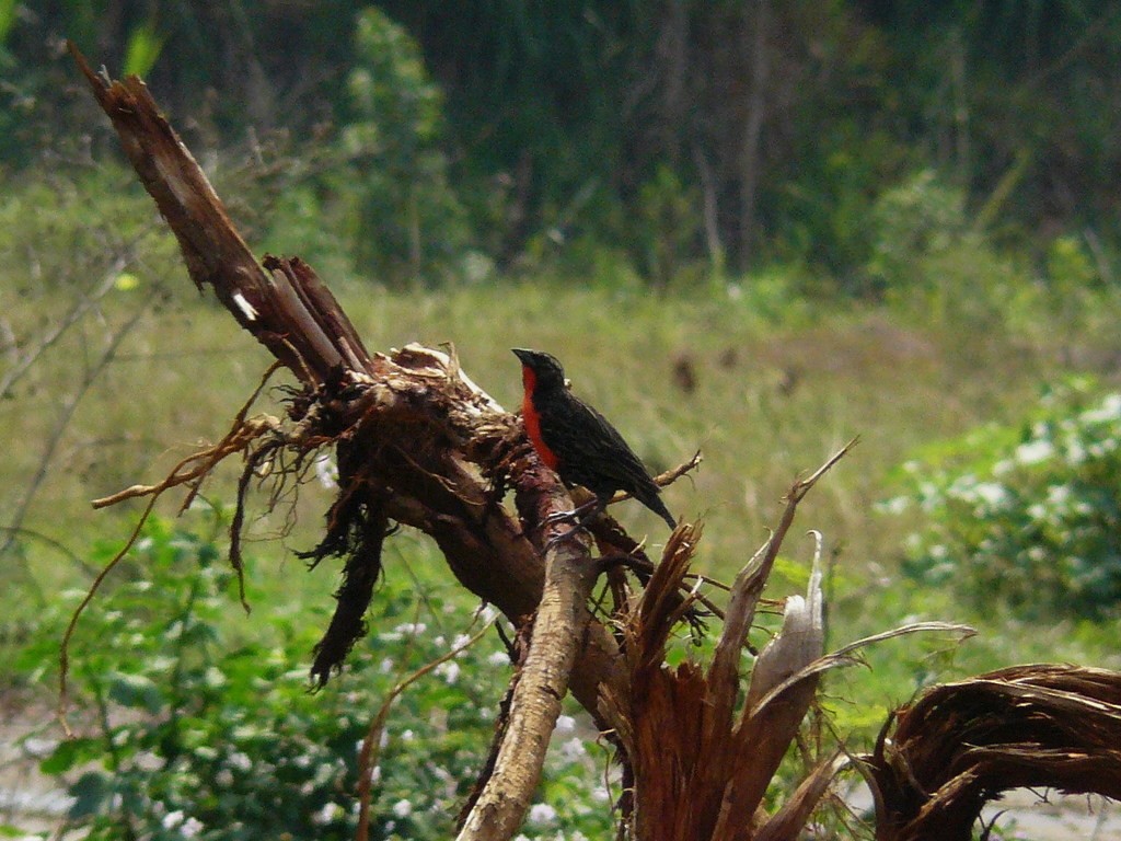 Red-breasted Meadowlark - ML633071147
