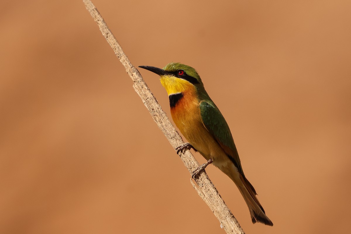 Little Bee-eater - ML633071234