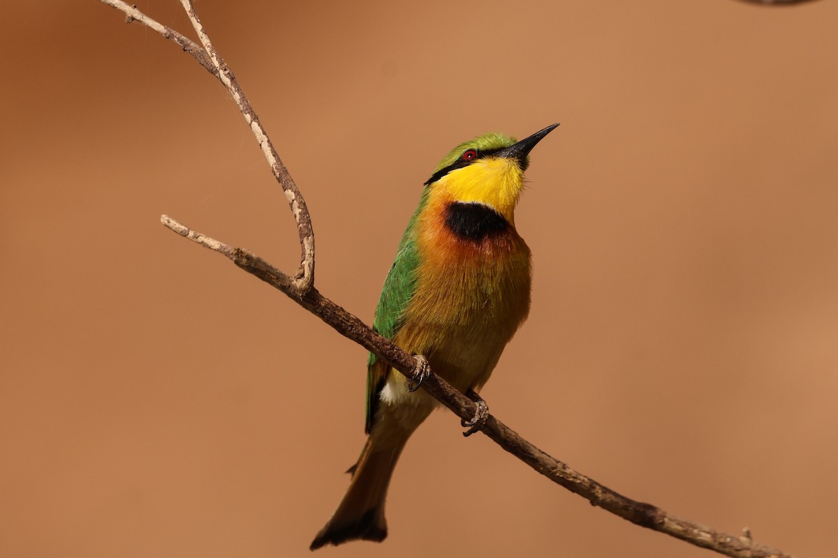 Little Bee-eater - ML633071235