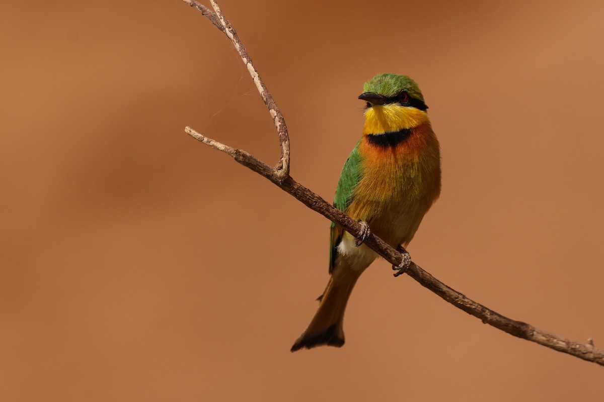 Little Bee-eater - ML633071236