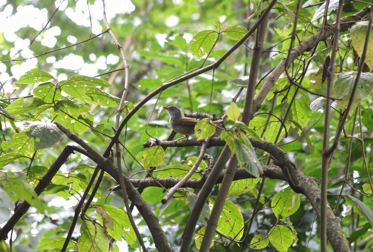Shelley's Greenbul - ML633071452