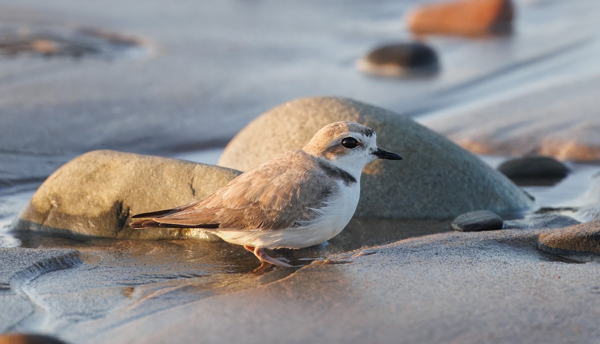 Snowy Plover - John Callender