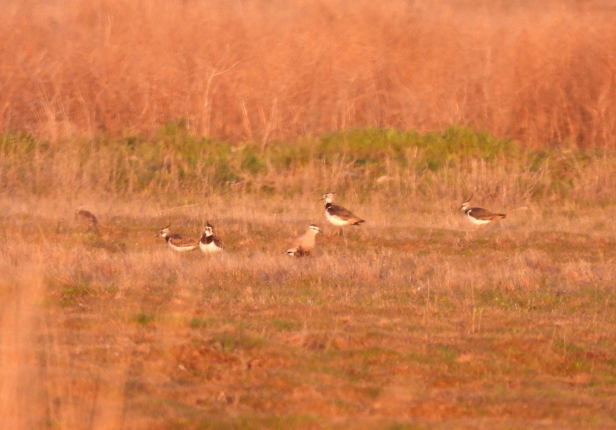 Sociable Lapwing - ML633071591