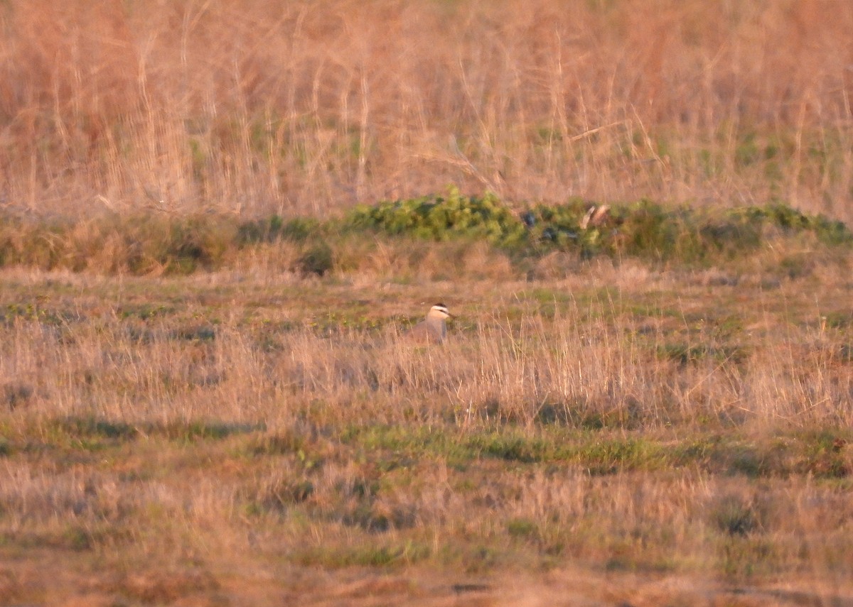Sociable Lapwing - ML633071592