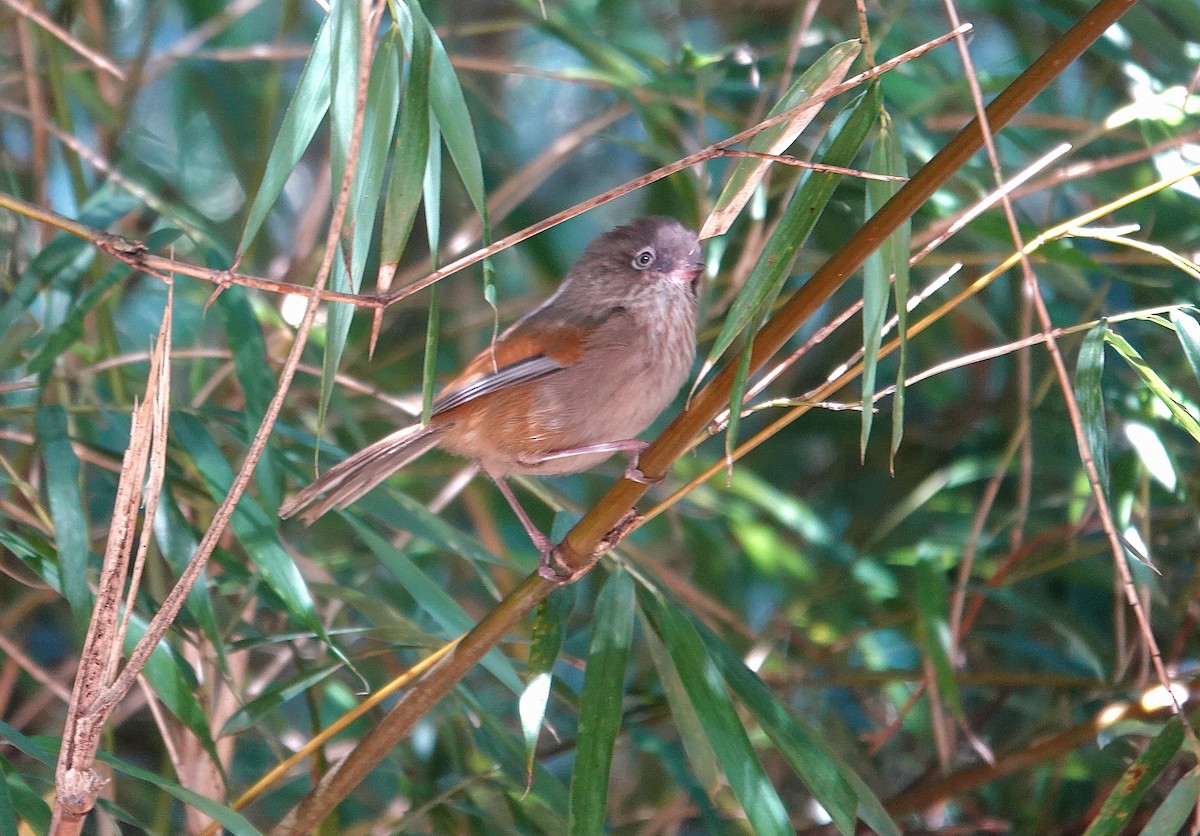 Taiwan Fulvetta - ML633071778