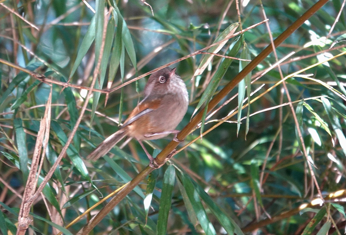 Taiwan Fulvetta - ML633071779