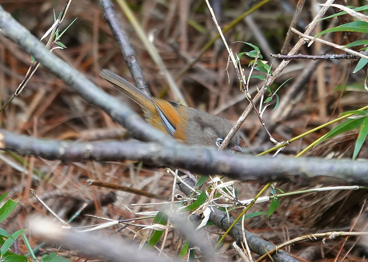 Taiwan Fulvetta - ML633071819