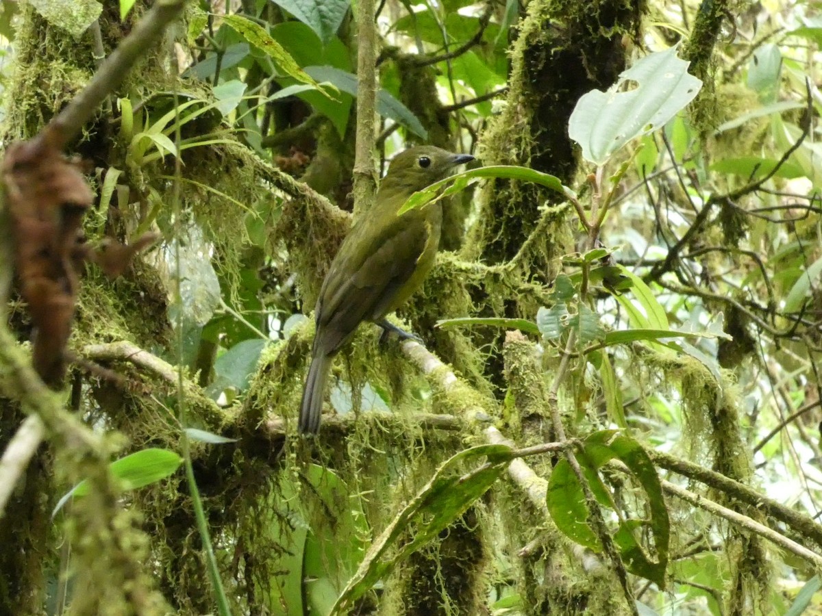 Olivaceous Piha - ML633072091