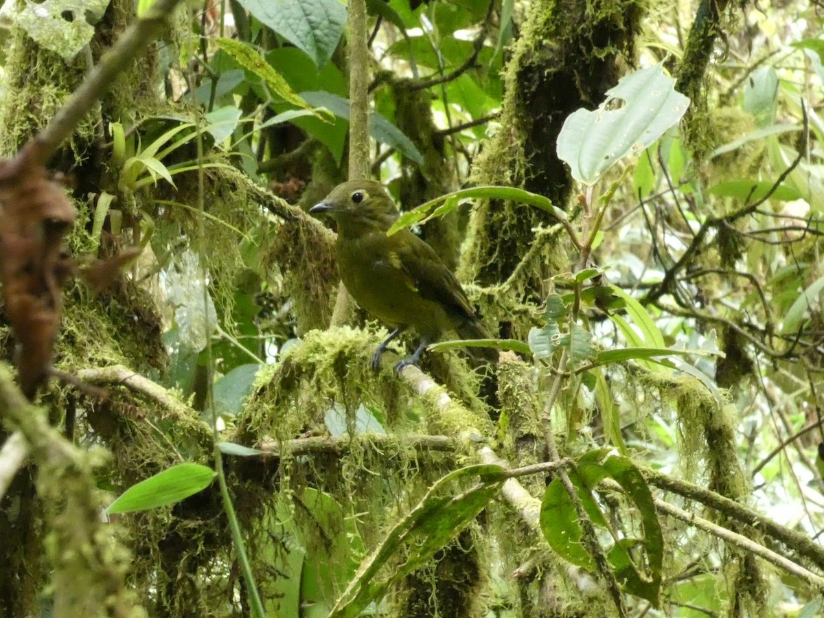 Olivaceous Piha - ML633072092
