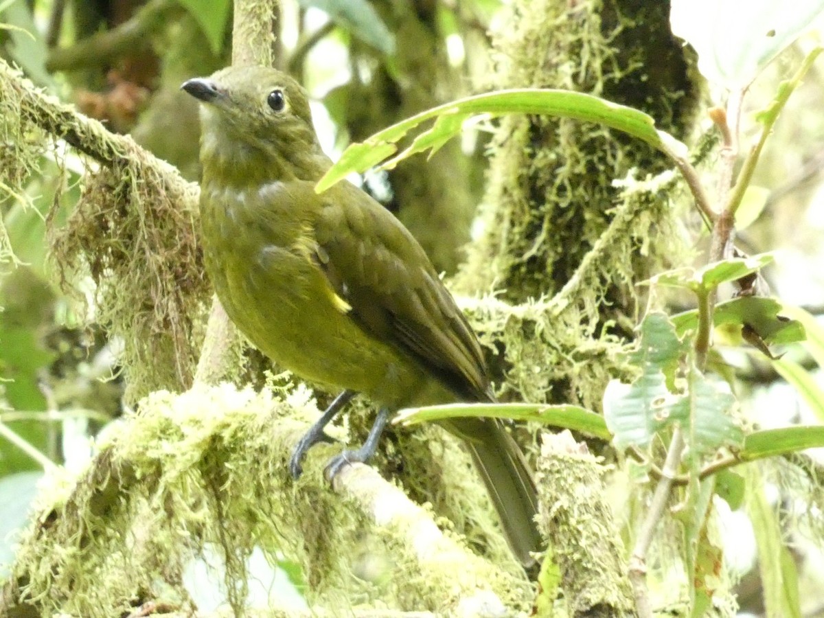 Olivaceous Piha - ML633072093